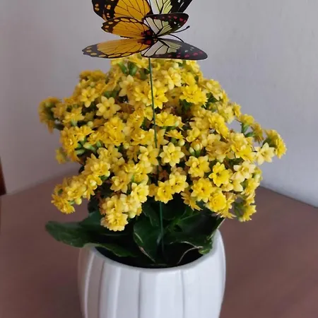 Apartman Tonci And Iris Primošten