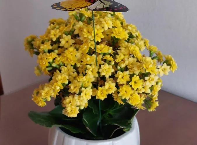 דירה Tonci And Iris פרימוסטן